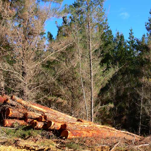 Douglas Fir Firewood